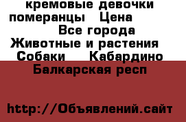 кремовые девочки померанцы › Цена ­ 30 000 - Все города Животные и растения » Собаки   . Кабардино-Балкарская респ.